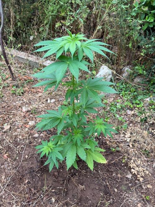 Master Kush Outdoor. Week 9 - Week 9 July 5