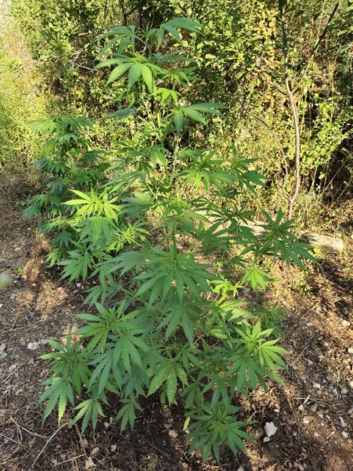 Master Kush Outdoor. Week 10 - Week 10 July 12