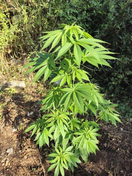 Master Kush Outdoor. Week 10 - Week 10 July 12