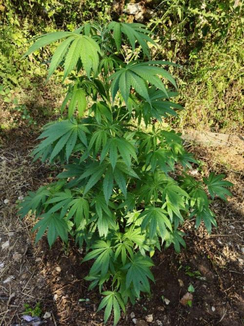 Master Kush Outdoor. Week 10