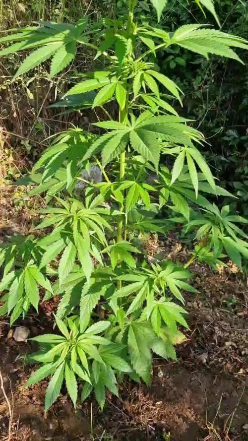 Master Kush Outdoor
