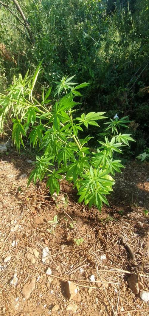 Master Kush Outdoor