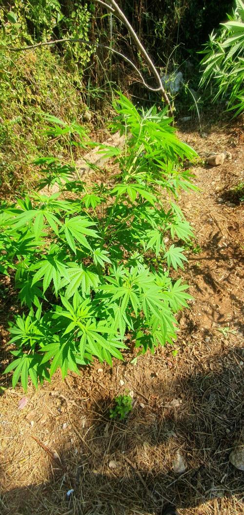 Master Kush Outdoor. Week 11 - Week 11 July 19