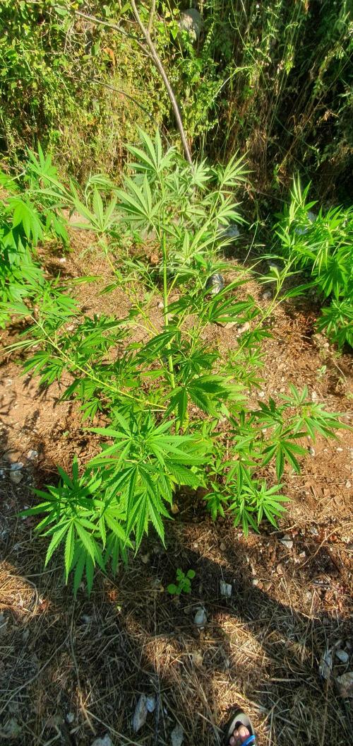 Master Kush Outdoor. Week 11 - Week 11 July 19