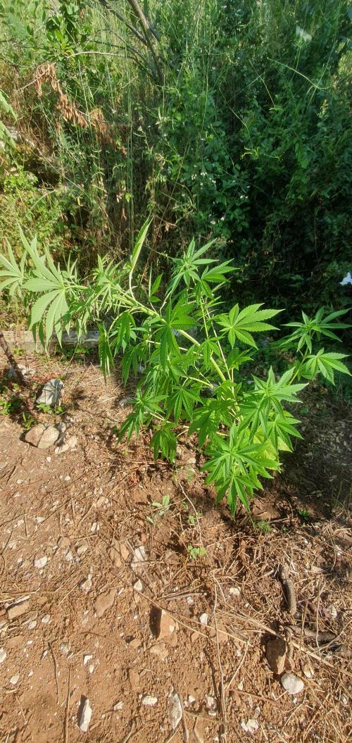 Master Kush. Week 11