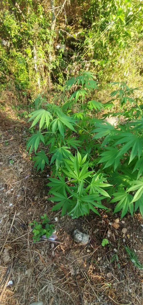 Master Kush Outdoor
