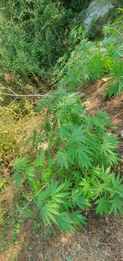 Master Kush Outdoor. Week 12 - Week 12 July 26