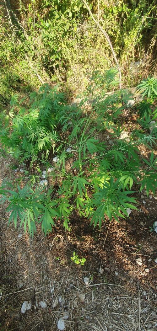 Master Kush Outdoor. Week 12 - Week 12 July 26
