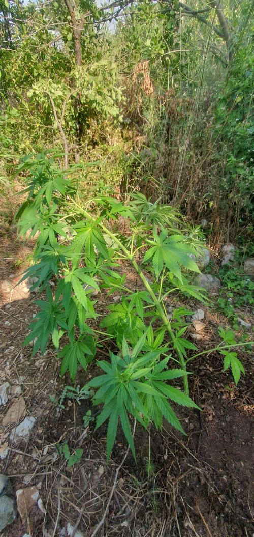 Master Kush Outdoor. Week 12 - Week 12 July 26