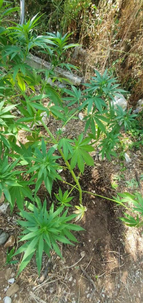 Master Kush Outdoor