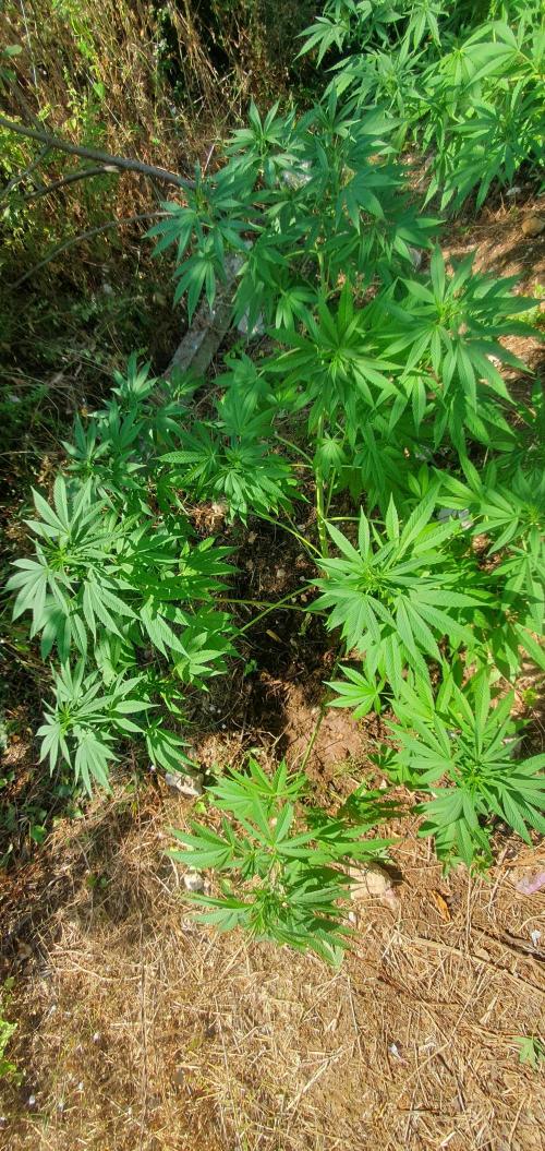 Master Kush Outdoor. Week 13 - Week 13  August 2