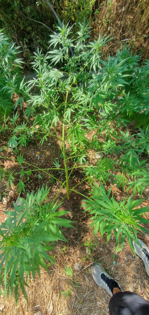 Master Kush Outdoor. Week 13 - Week 13  August 2