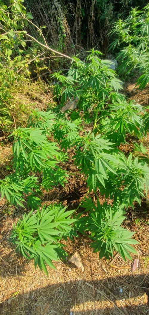 Master Kush Outdoor. Week 14 - Week 14 August 9