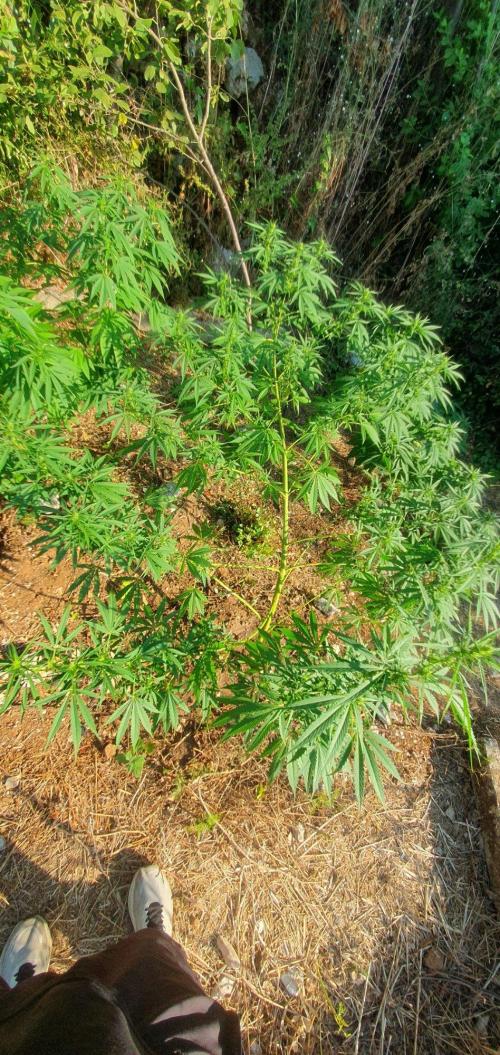 Master Kush Outdoor. Week 14 - Week 14 August 9