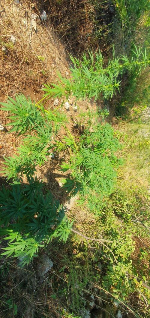 Master Kush Outdoor. Week 14 - Week 14 August 9