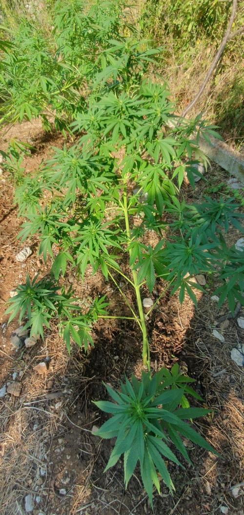 Master Kush Outdoor. Week 14 - Week 14 August 9