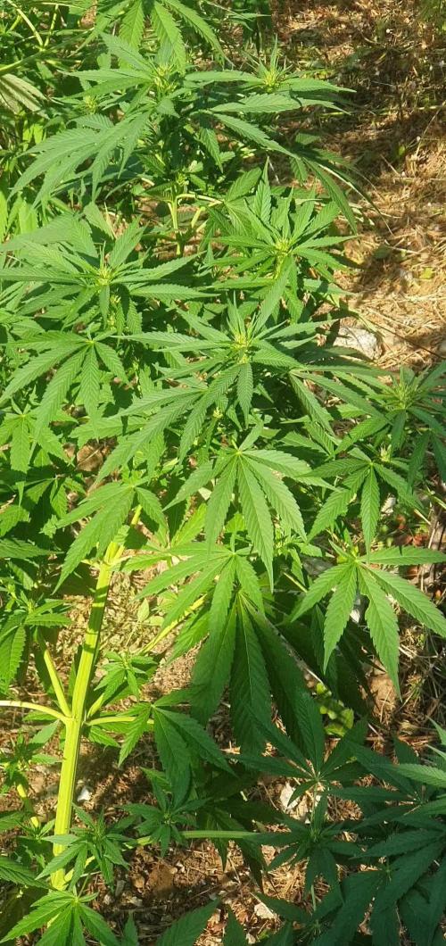 Master Kush Outdoor
