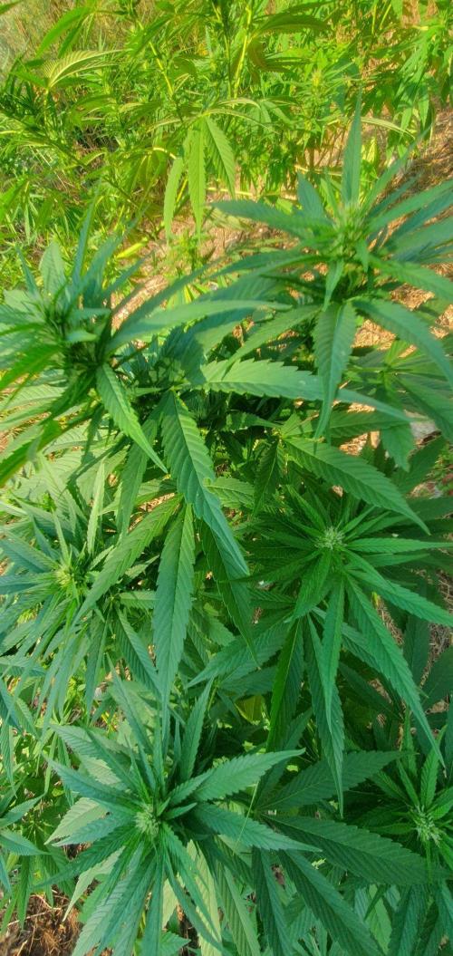 Master Kush Outdoor. Week 15 - Week 15 August 16