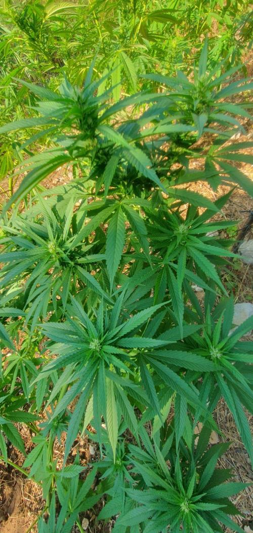 Master Kush Outdoor. Week 15 - Week 15 August 16