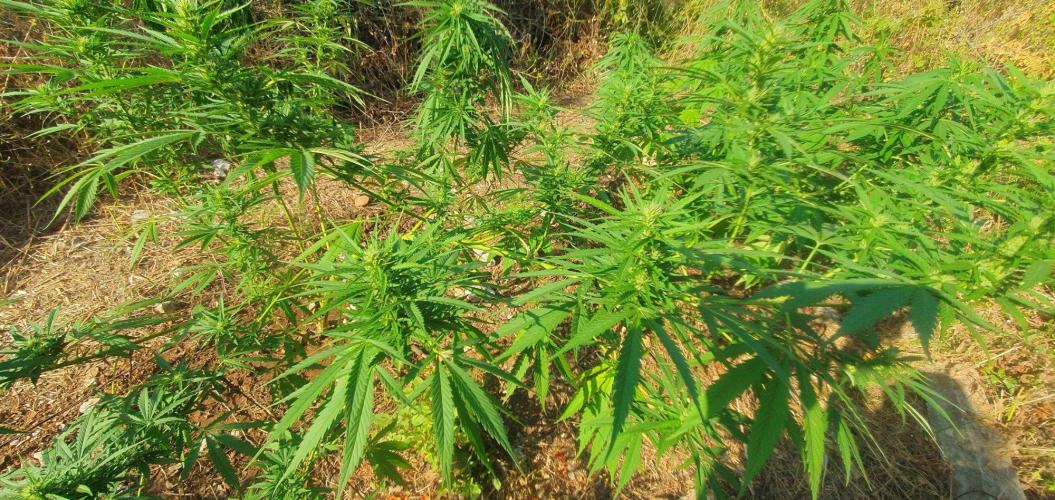 Master Kush Outdoor. Week 15 - Week 15 August 16