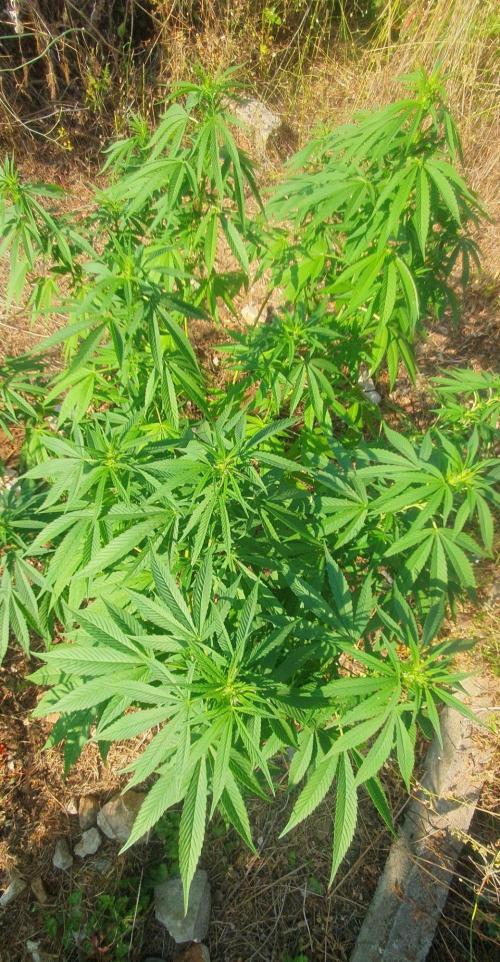 Master Kush Outdoor. Week 15 - Week 15 August 16