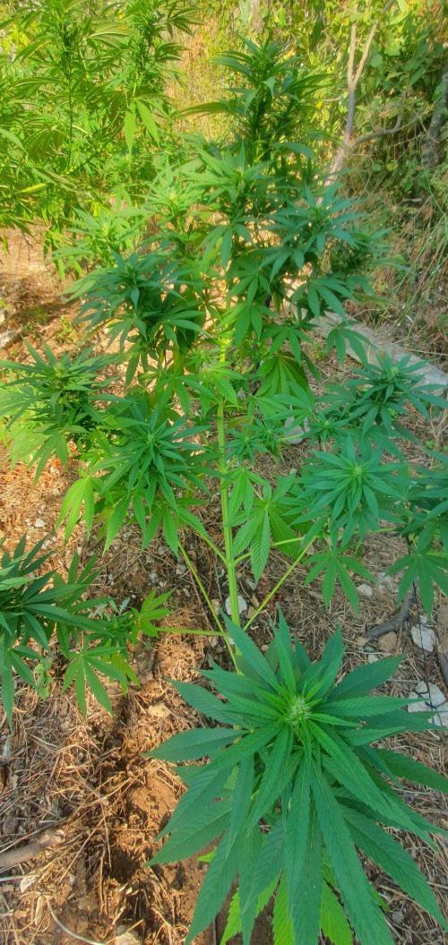Master Kush Outdoor. Week 15 - Week 15 August 16