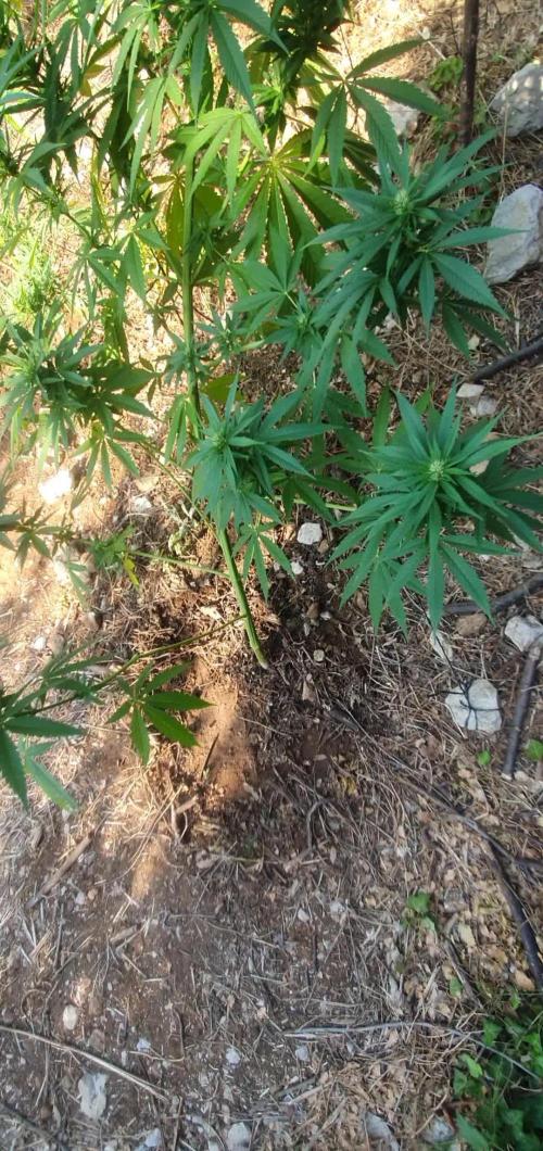 Master Kush Outdoor