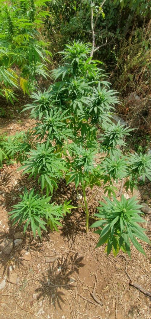 Master Kush Outdoor. Week 16 - Week 16 August 23