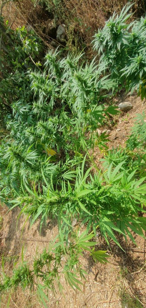 Master Kush Outdoor. Week 16 - Week 16 August 23