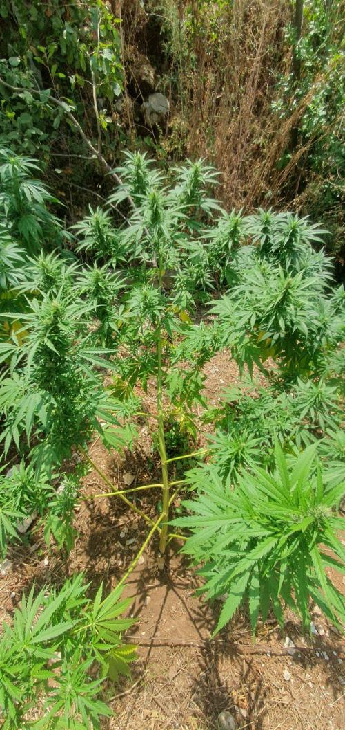 Master Kush Outdoor. Week 16 - Week 16 August 23