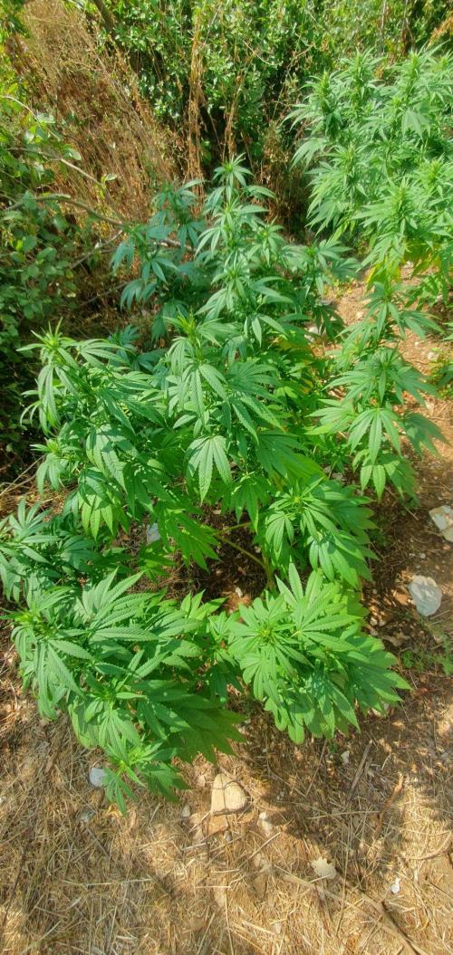 Master Kush Outdoor. Week 16 - Week 16 August 23