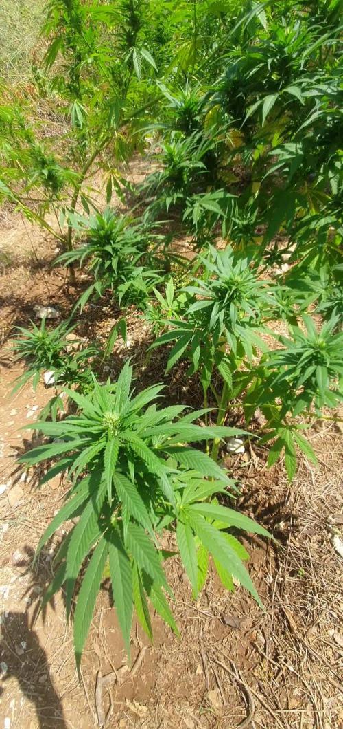 Master Kush Outdoor