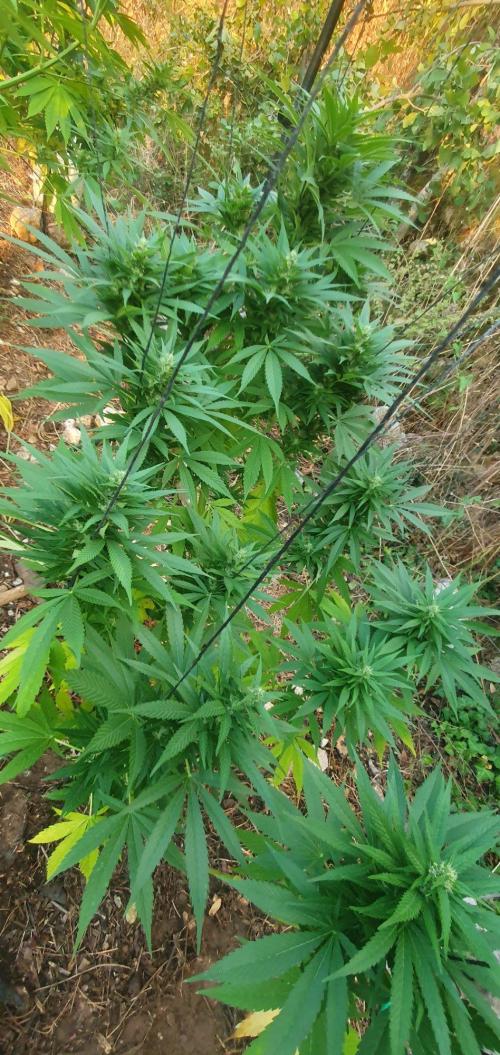 Master Kush Outdoor. Week 17 - Week 17 August 30