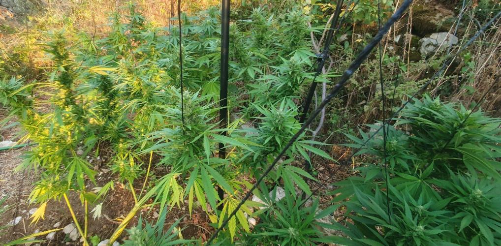 Master Kush Outdoor. Week 17 - Week 17 August 30