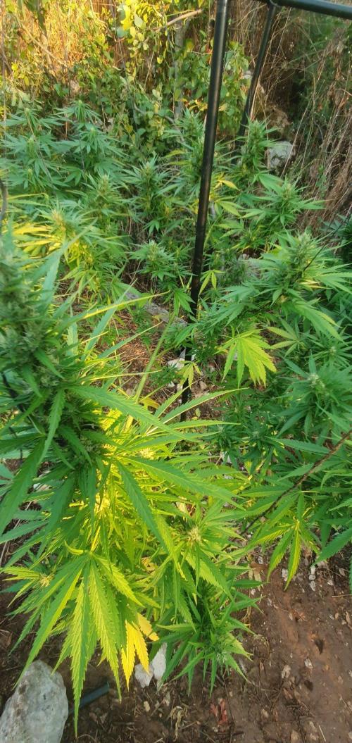 Master Kush Outdoor. Week 17 - Week 17 August 30