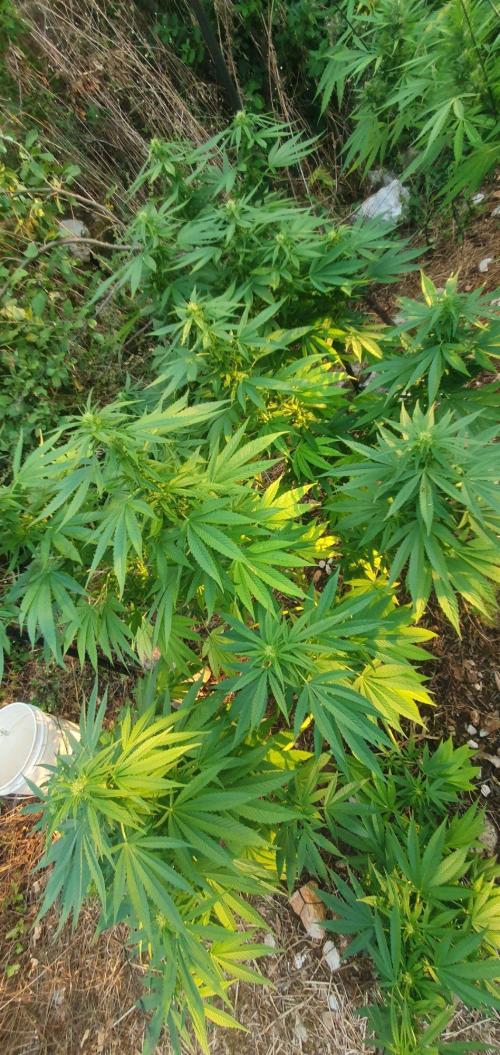 Master Kush Outdoor. Week 17 - Week 17 August 30