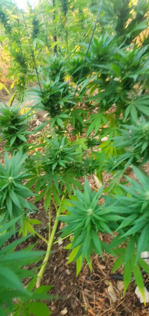 Master Kush Outdoor