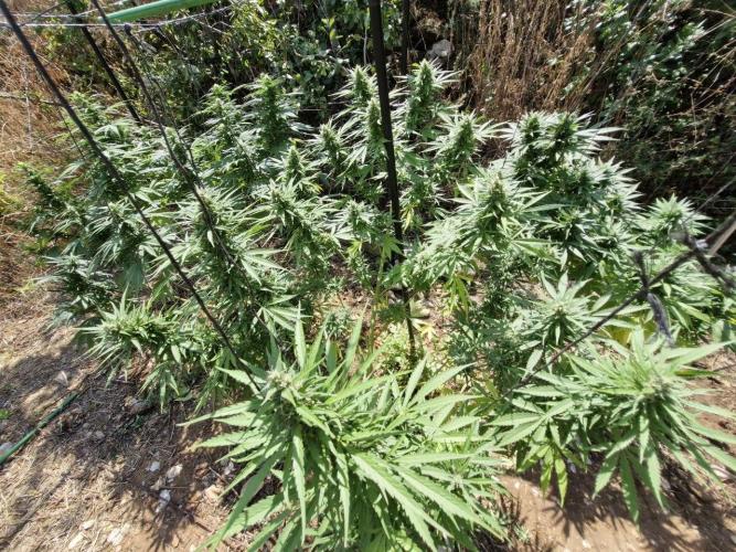 Master Kush Outdoor. Week 18 - Week 18 Septembre 6