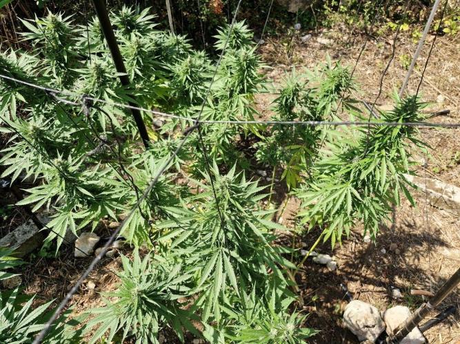 Master Kush Outdoor. Week 18 - Week 18 Septembre 6