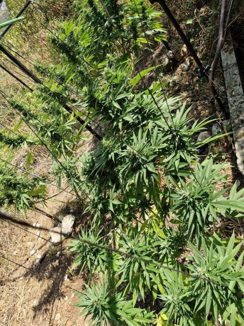 Master Kush Outdoor. Week 18 - Week 18 Septembre 6