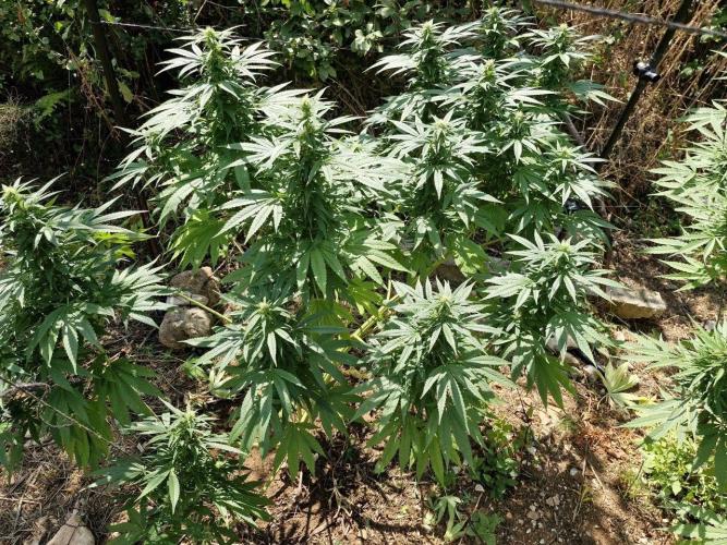 Master Kush Outdoor. Week 18 - Week 18 Septembre 6