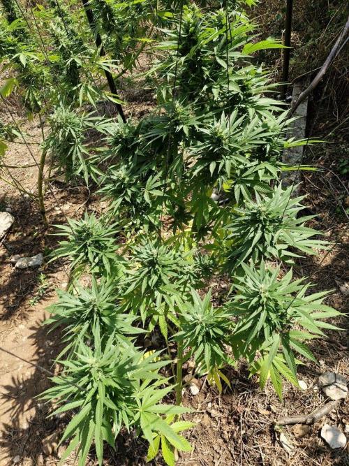 Master Kush Outdoor. Week 18 - Week 18 Septembre 6
