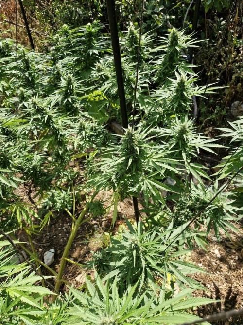 Master Kush Outdoor. Week 18 - Week 18 Septembre 6