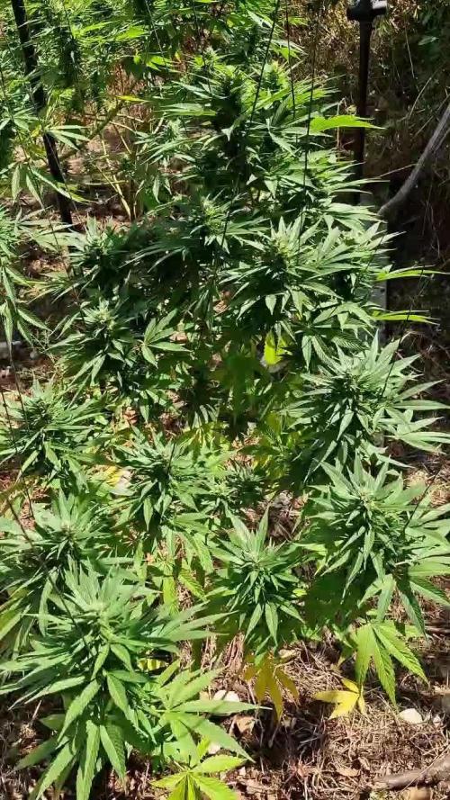 Master Kush Outdoor