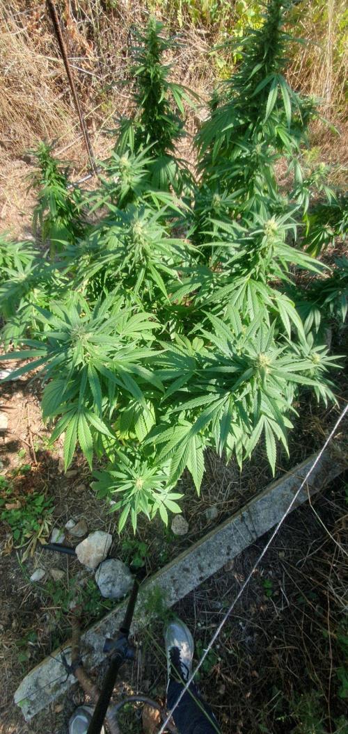 Master Kush Outdoor. Week 19 - Week 19 Septembre 13