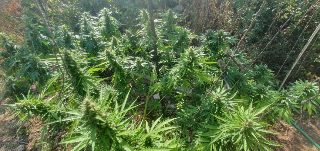 Master Kush Outdoor. Week 19 - Week 19 Septembre 13