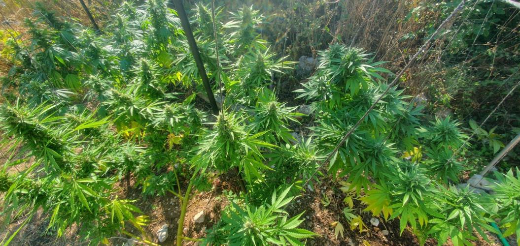 Master Kush Outdoor. Week 19 - Week 19 Septembre 13