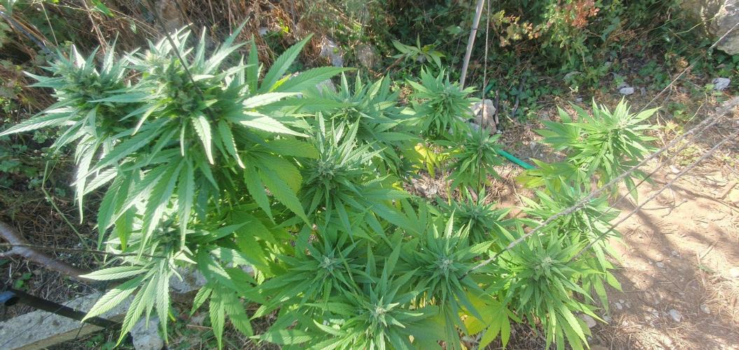 Master Kush Outdoor. Week 19 - Week 19 Septembre 13
