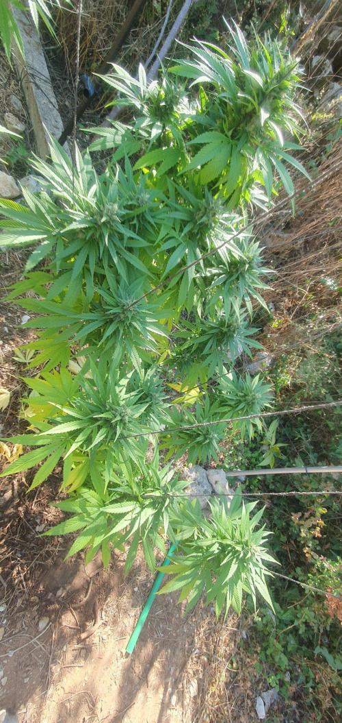 Master Kush Outdoor. Week 19 - Week 19 Septembre 13