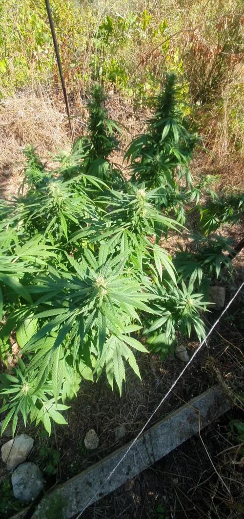 Master Kush Outdoor